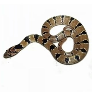Common kukri snake