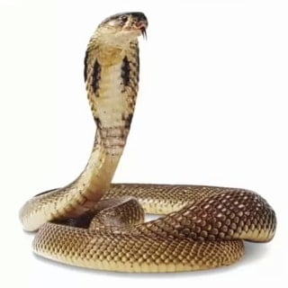 Indian Cobra