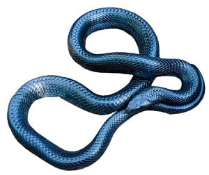 Indigo Snake