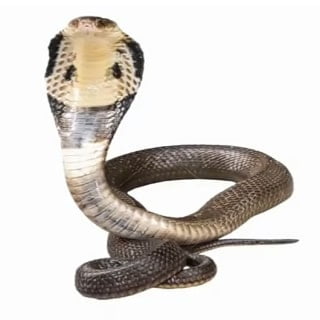 King cobra