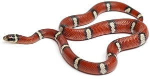 Milk snake