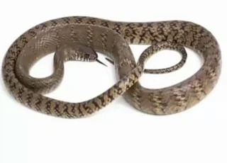 Rat snake