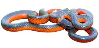 Ringneck Snake