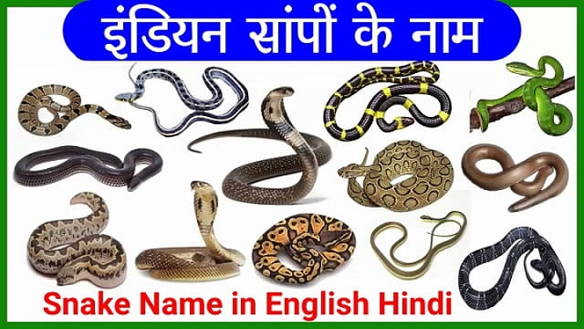 Indian Snake Name in English and Hindi - सांपों के नाम हिंदी और इंग्लिश में