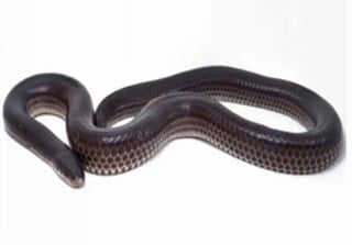 Worm snake