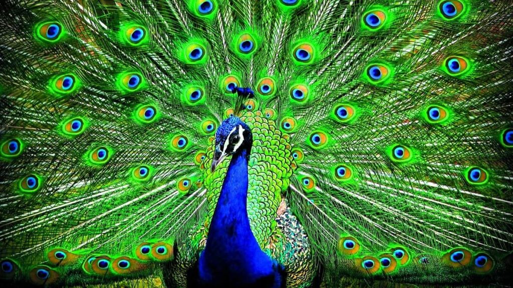 मोर के बारे में रोचक तथ्य - Information About Peacock in Hindi Amazing Peacock Information in Hindi
