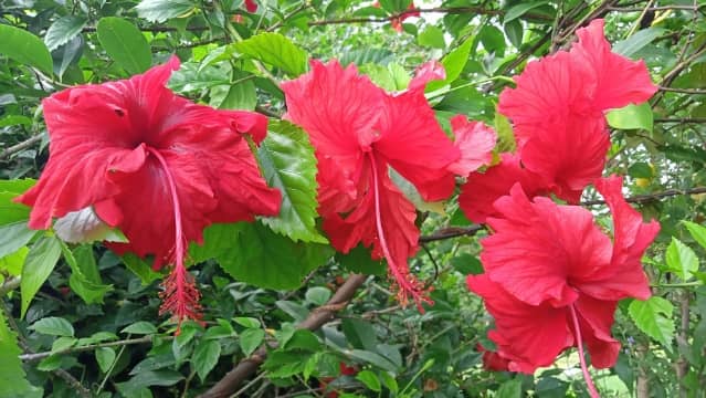 गुड़हल का फूल कैसा होता है - Gudhal Ka Phool Kaisa Hota Hai (Hibiscus flower images HD wallpaper)