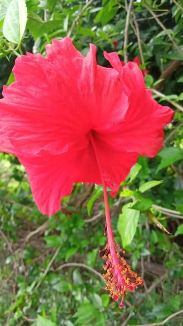 गुड़हल का फूल कैसा होता है - Gudhal Ka Phool Kaisa Hota Hai (Hibiscus ...