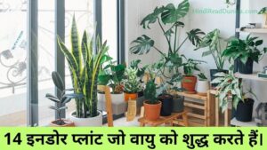 14 इनडोर प्लांट जो वायु को शुद्ध करते हैं। (14 Indoor plants that purify air)
