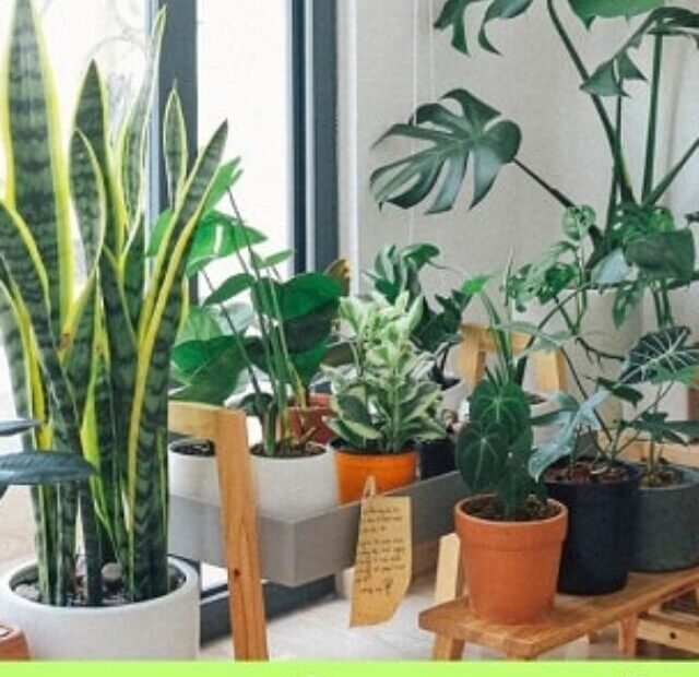 14 इनडोर प्लांट जो वायु को शुद्ध करते हैं। (14 Indoor plants that purify air)