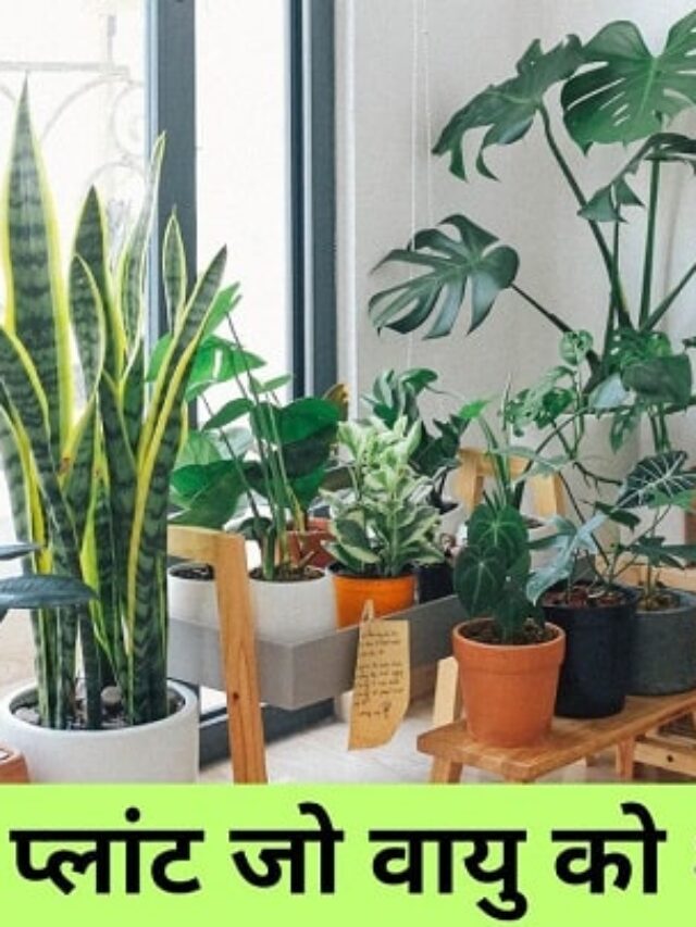14 इनडोर प्लांट जो वायु को शुद्ध करते हैं। (14 Indoor plants that purify air)