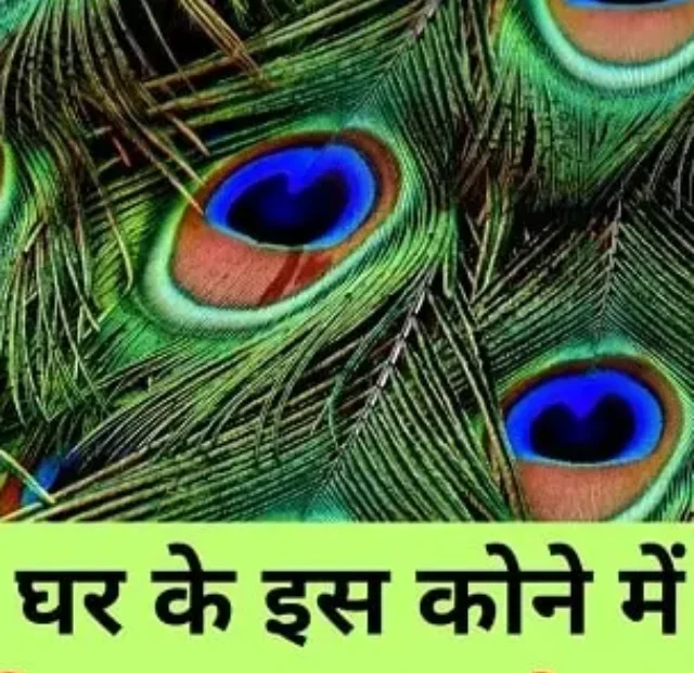मोर पंख को घर के इस कोने में रखने से बरसेगा झमाझम पैसा