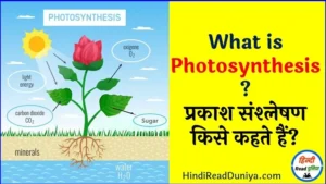 फोटोसिंथेसिस क्या होता है: प्रकाश संश्लेषण किसे कहते हैं?