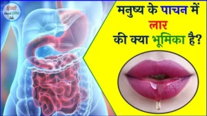 मनुष्य के पाचन में लार की क्या भूमिका है? (What is the role of saliva in human digestion?)